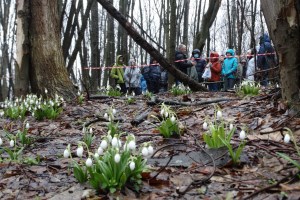 Екскурсія до Холодного Яру на первоцвіти